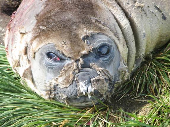 Época de troca de pele para os pequenos elefantes-marinho em Prion Island, na Geórgia do Sul (foto de France Dionne)